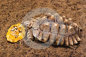 African Spurred Tortoise eat a pumpkin