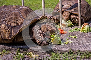 African Spurred Tortoise enjoy a snack