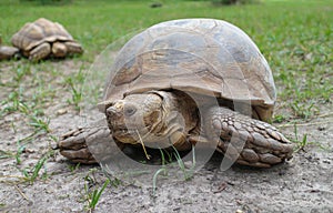 African spurred tortoise on field