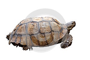 African spurred tortoise or geochelone sulcata