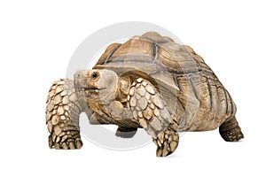 African Spurred Tortoise - Geochelone sulcata photo