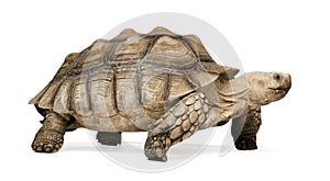 African Spurred Tortoise - Geochelone sulcata