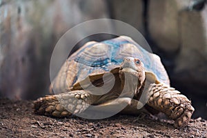 African Spurred Tortoise Geochelone sulcata