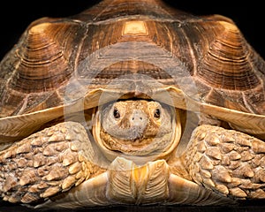 African spurred tortoise