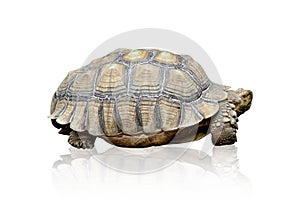 African spurred tortoise or Geochelone sulcata isolated on white background ,include clipping path