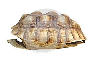 African spurred tortoise or geochelone sulcata shell