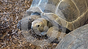 African Spurred Tortoise head Centrochelys sulcata, also called the sulcata tortoise