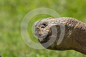 African spurred tortoise head in close up profile. Nature image