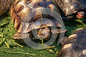 African Spurred Tortoise, Hermann tortoise feeding, on the green grass