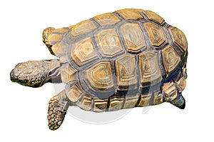 African spurred tortoise, isolated on white background.