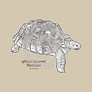The African spurred tortoise is the largest mainland tortoise, hand draw sketch vector