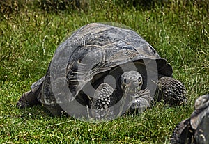 African spurred tortoise on the lawn 1