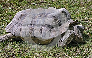 African spurred tortoise on the lawn 5