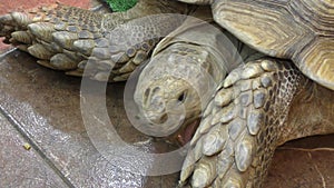 African spurred tortoise LVL. Geochelone sulcata