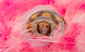 African Spurred Tortoise with pink feathers