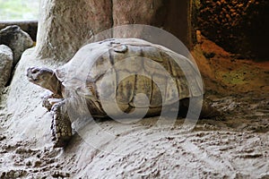 African spurred tortoise