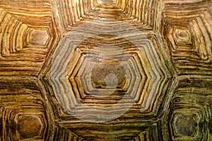 African spurred tortoise shell texture detail