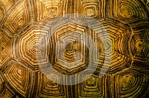 African spurred tortoise shell texture detail