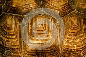 African spurred tortoise shell texture detail