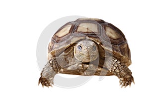 African Spurred Tortoise (Sulcata)