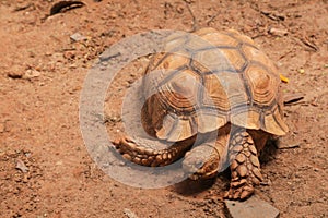 African spurred tortoise sulcata tortoise inhabits the southern edge of the Sahara desert, in Africa. As a pet, they require lar photo