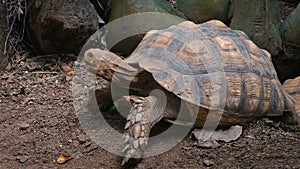 African Spurred Tortoise or sulcata tortoise