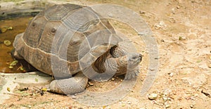 African spurred tortoise sulcata tortoise inhabits the southern edge of the Sahara desert, in Africa. As a pet, they require lar photo