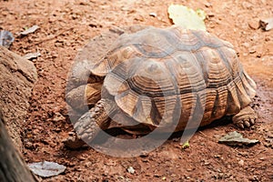 African spurred tortoise sulcata tortoise inhabits the southern edge of the Sahara desert, in Africa. As a pet, they require lar photo