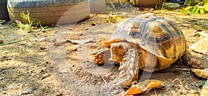 African spurred tortoise
