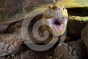 African Spurred tortoise