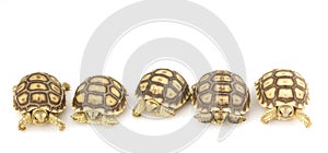 African Spurred Tortoises (Geochelone sulcata)