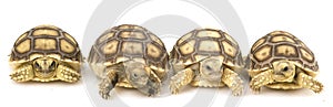 African Spurred Tortoises (Geochelone sulcata)