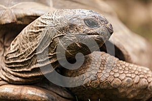 African spurred turtle