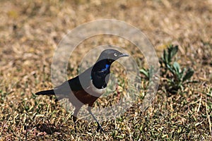 African starling on the ground. Tarangire.