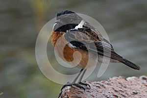 African Stone Chat perched on a rocky outcropping