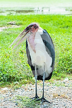 African stork bird marabou portrait