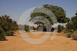 African Street in the Wilderness with Tree