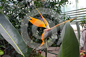 African strelitzia, bird of paradise