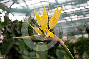 African strelitzia, bird of paradise