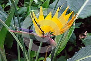 African strelitzia, bird of paradise