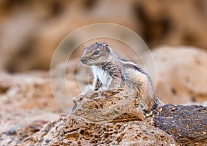 African striped ground squirrel (Euxerus erythropus).