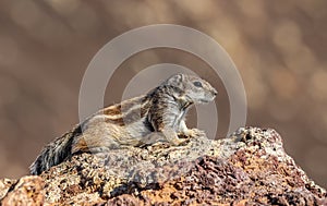 African striped ground squirrel (Euxerus erythropus).