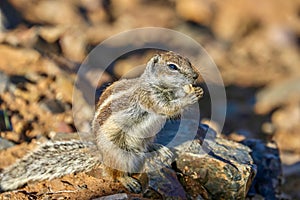 African striped ground squirrel (Euxerus erythropus).