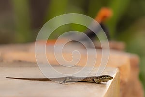 African Striped Skank Trachylepis striata, Murchison Falls National Park, Uganda. photo