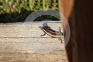 The African striped skink, commonly called the striped skink, is a species of lizard in the skink family