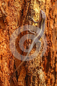 African striped skink lizard photo