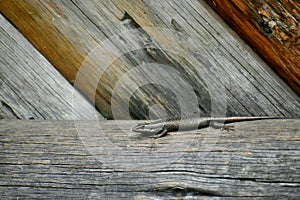 Skink on the fence photo