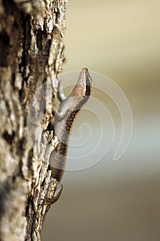 African Striped Skink