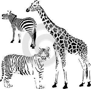 African striped and spotty animals