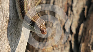 African stripped skink lizard found in Botswana - close up of head photo